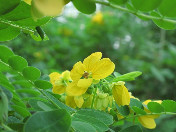 Cây Muồng hoè. Cassia surattensis Burm. L. subsp. surattensis - Cây Thuốc Nam Quanh Ta